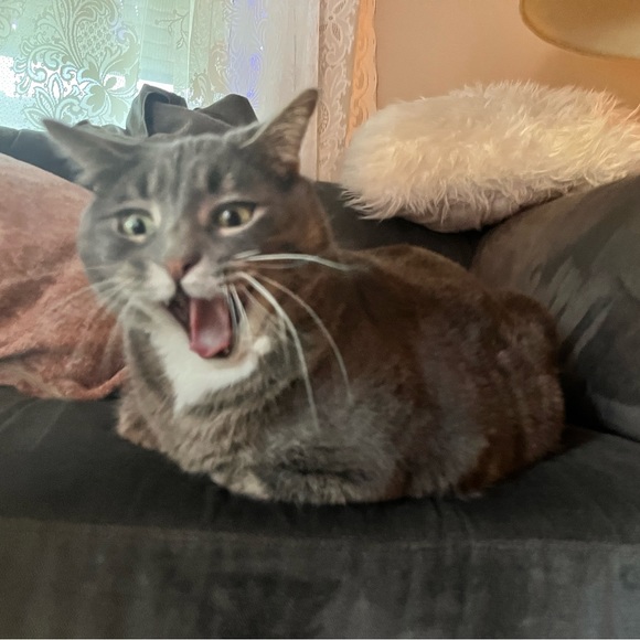 Meet your Posher, Anna - Picture 1 of 1